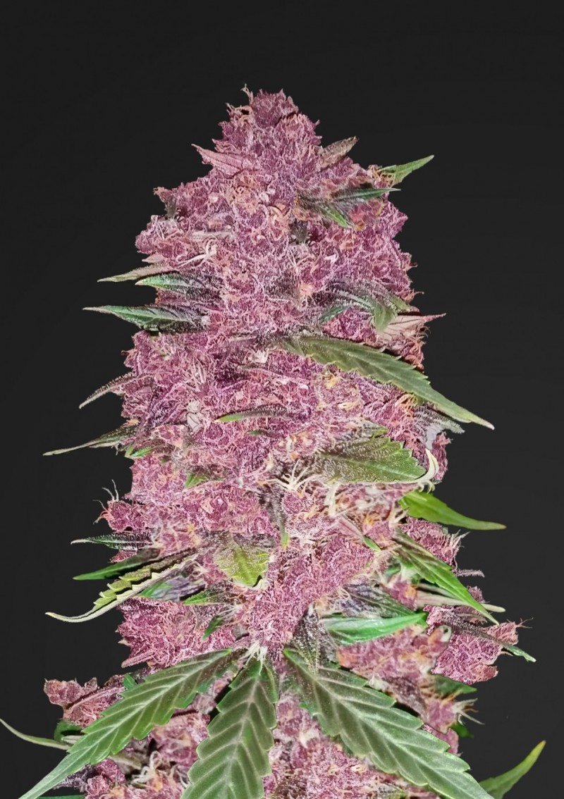 fastbuds-seeds-purple-lemonade-auto