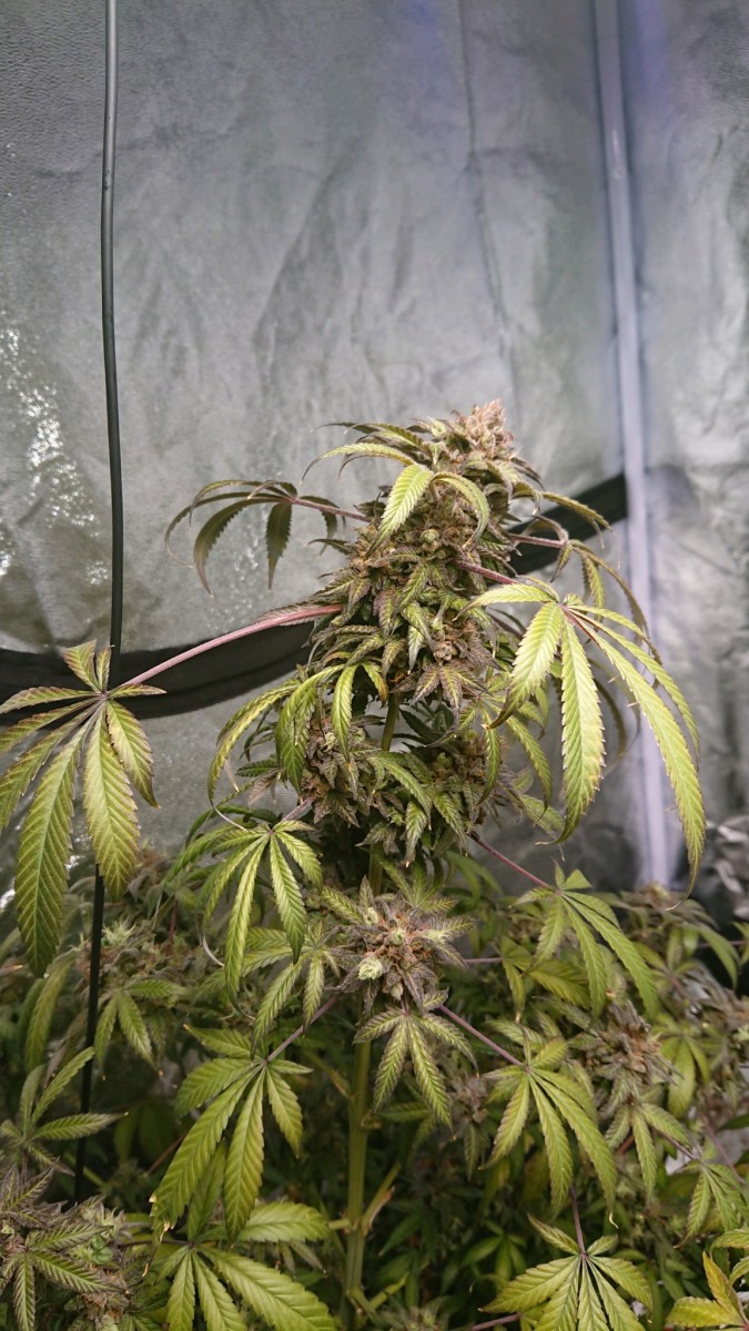 obscura1599489889008