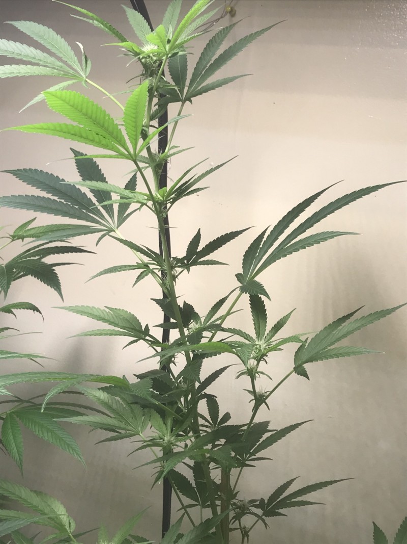 3CC5885A-692B-4168-8BAC-B538C6E069A0