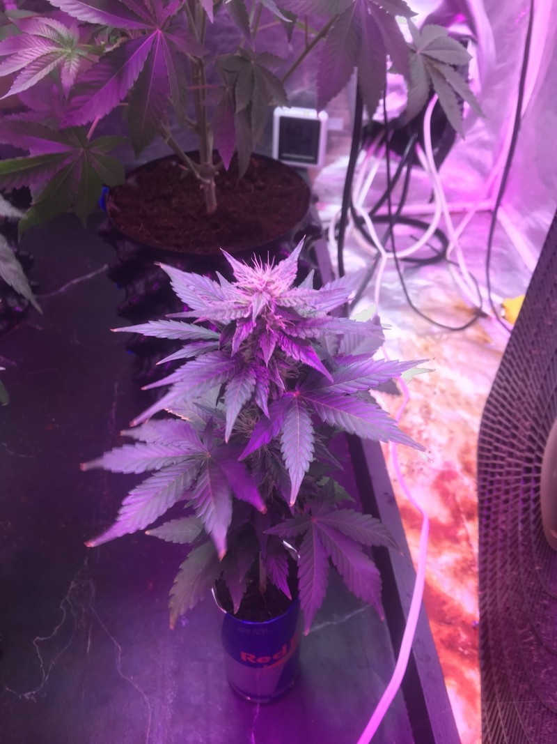 F67F35AD-ED8B-44E9-9E35-A11EB5B7F5E3