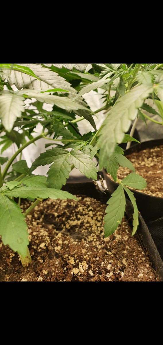 Screenshot_20200909-205821_Gallery