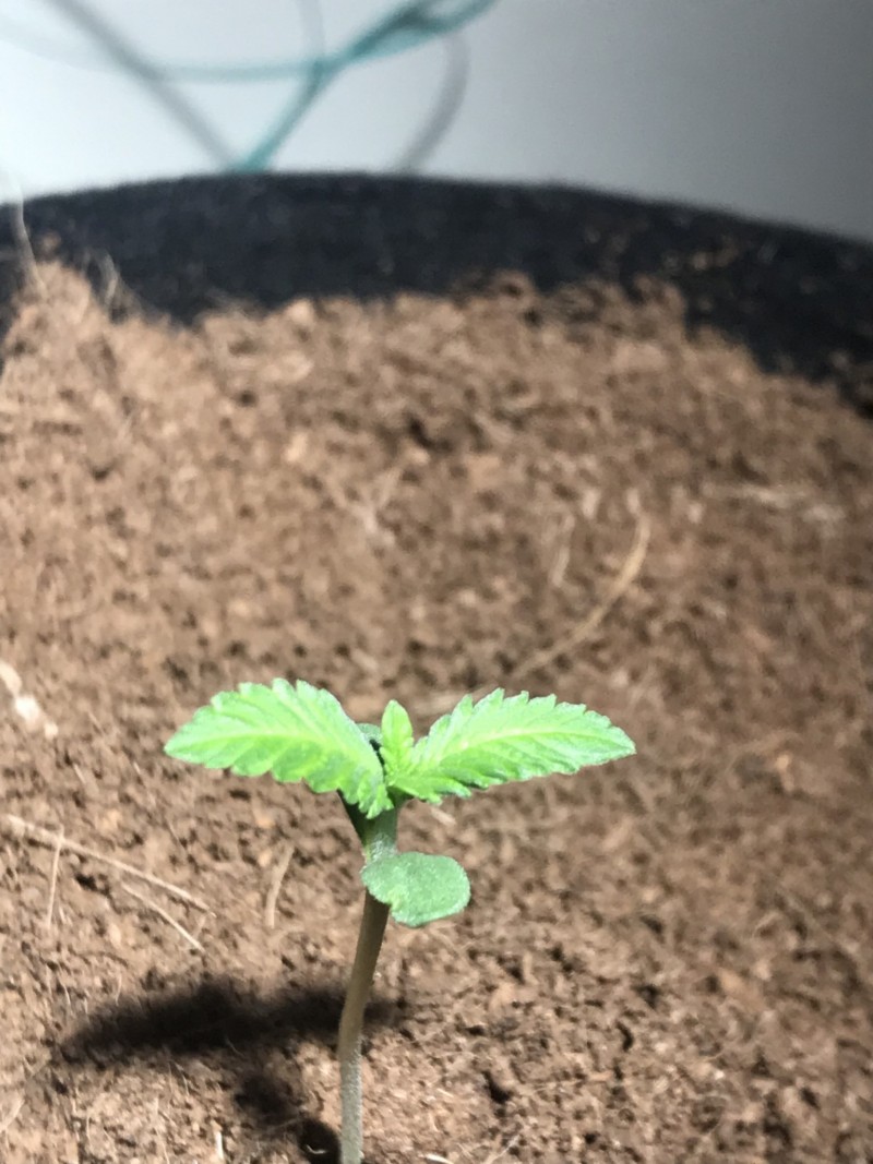 0B71AE7B-6088-4DC3-9DC4-1BFD7E072AB7