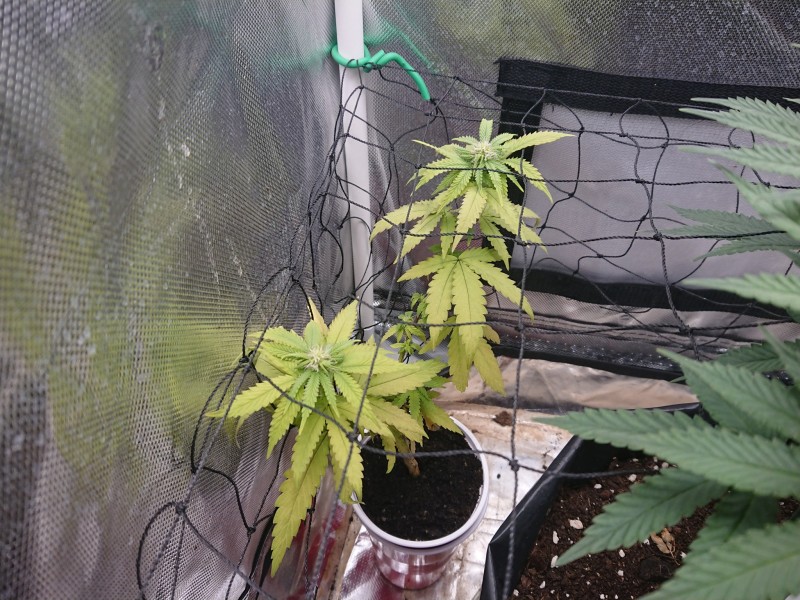 15997423435683621637887842599932