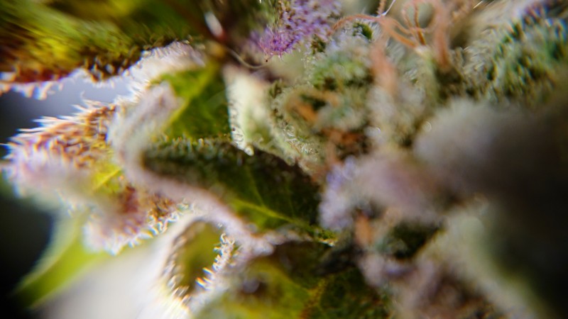 DSCPDC_0002_BURST20200910154312798_COVER