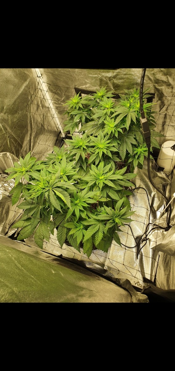 Screenshot_20200914-171212_Gallery