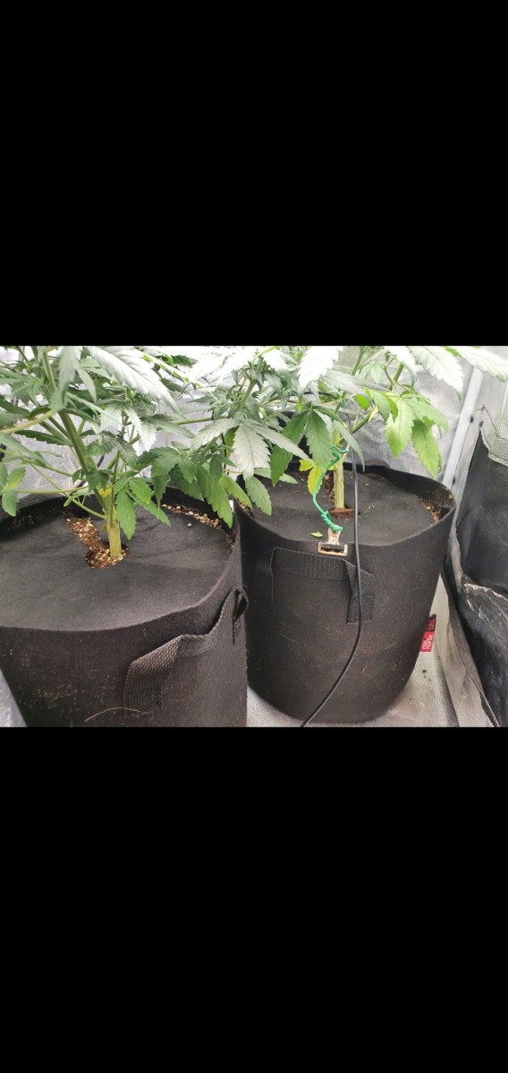 Screenshot_20200914-180933_Gallery