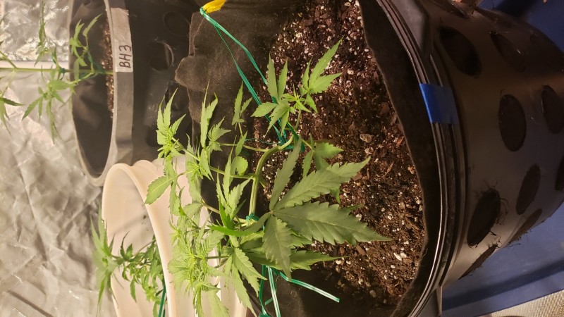 16001759618248321073568193181681