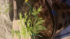 16001759618248321073568193181681