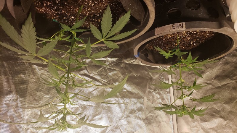 16001760216778445266951349778919