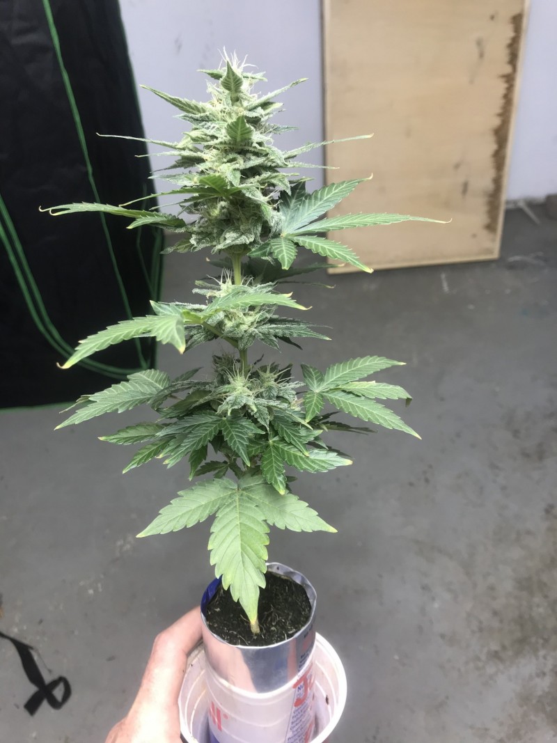 DBA303AC-7AC2-4103-A2B5-B9FCE018417D