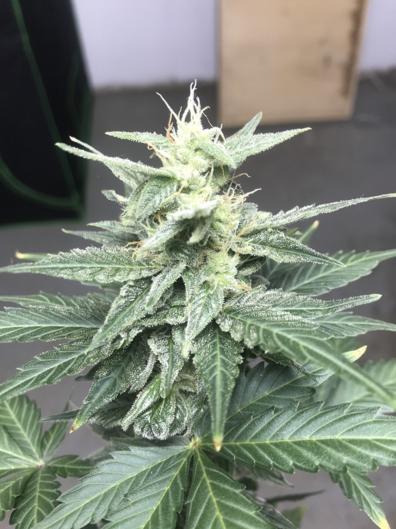 4A3F2692-31EE-413C-A8A5-333D7FD266AD