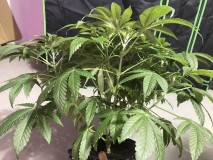 F754AFCB-266F-4CDC-BC26-930294132B1A