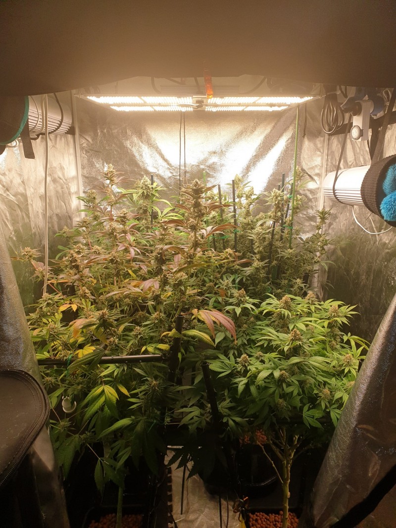 Tent week 7