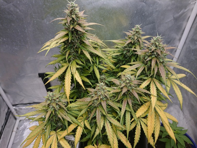 1600676316099604109834308357668