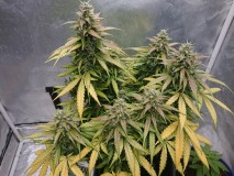 1600676316099604109834308357668