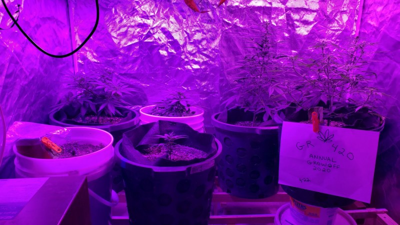 16008230838996574689708004550441