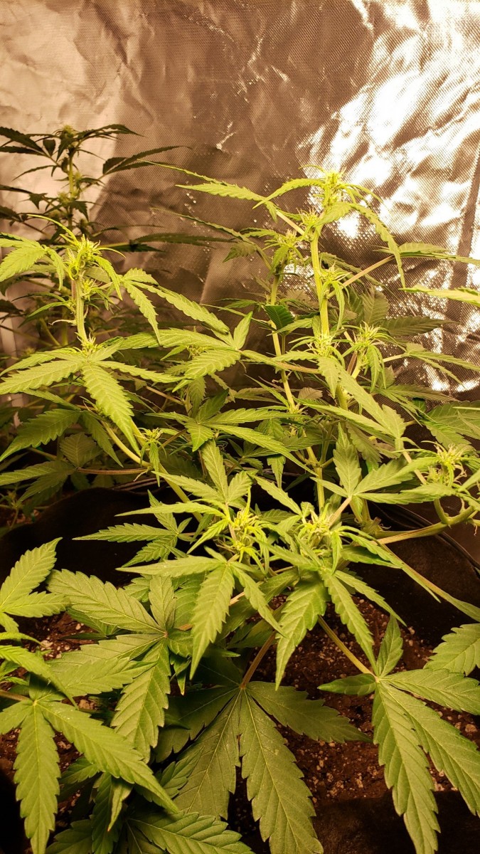 16008233758142935731093110198260