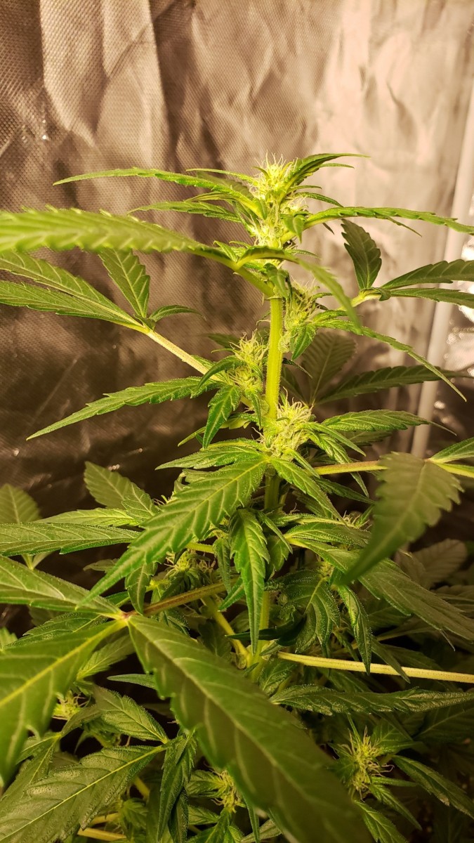 16008236091721288132815530201502