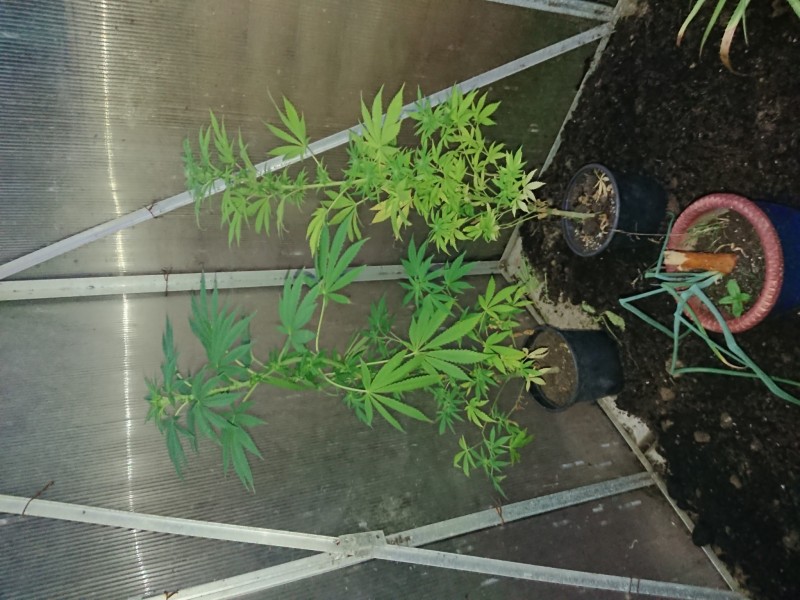 16009688447397868675369918907582