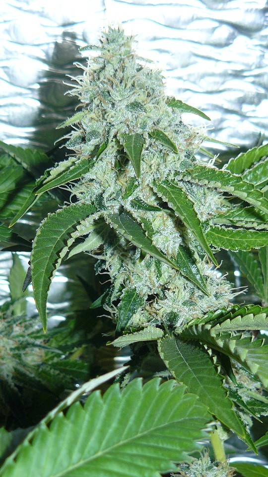 53 day scrog and stuff 007