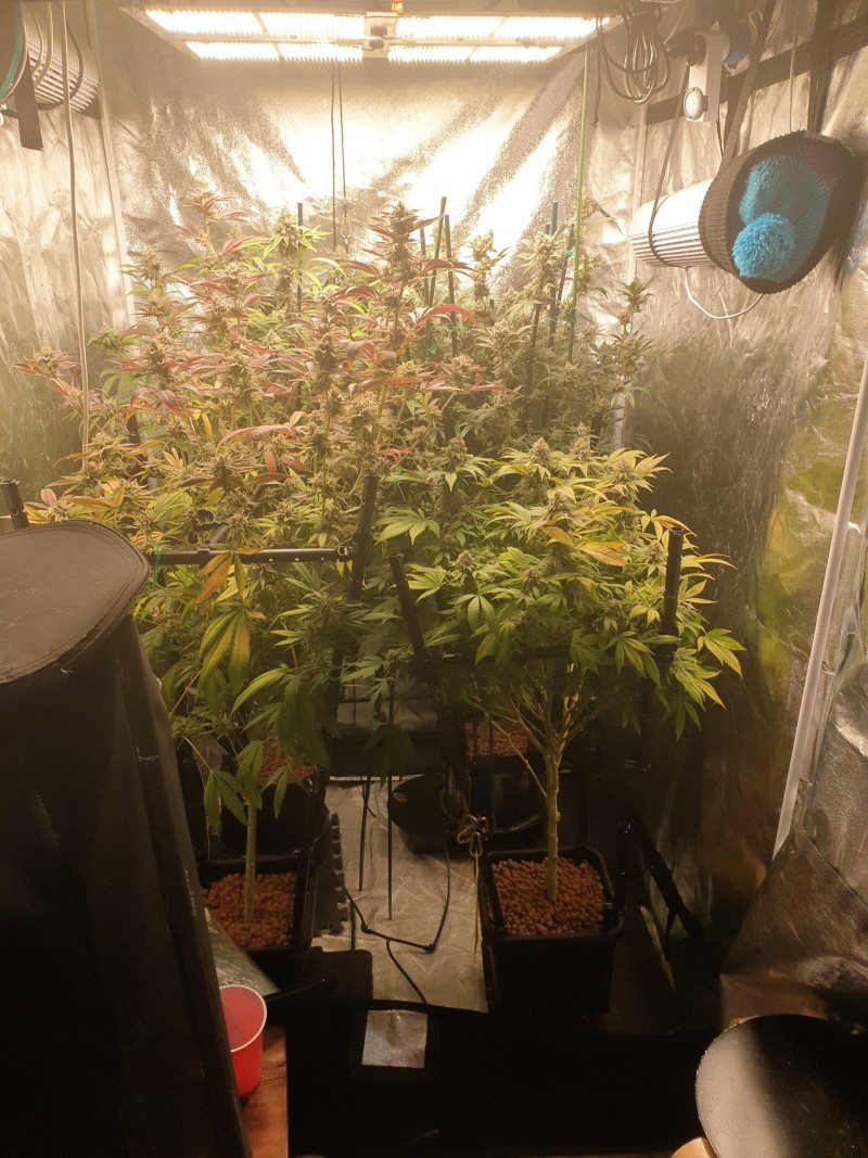 Tent week 8