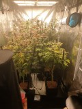 Tent week 8