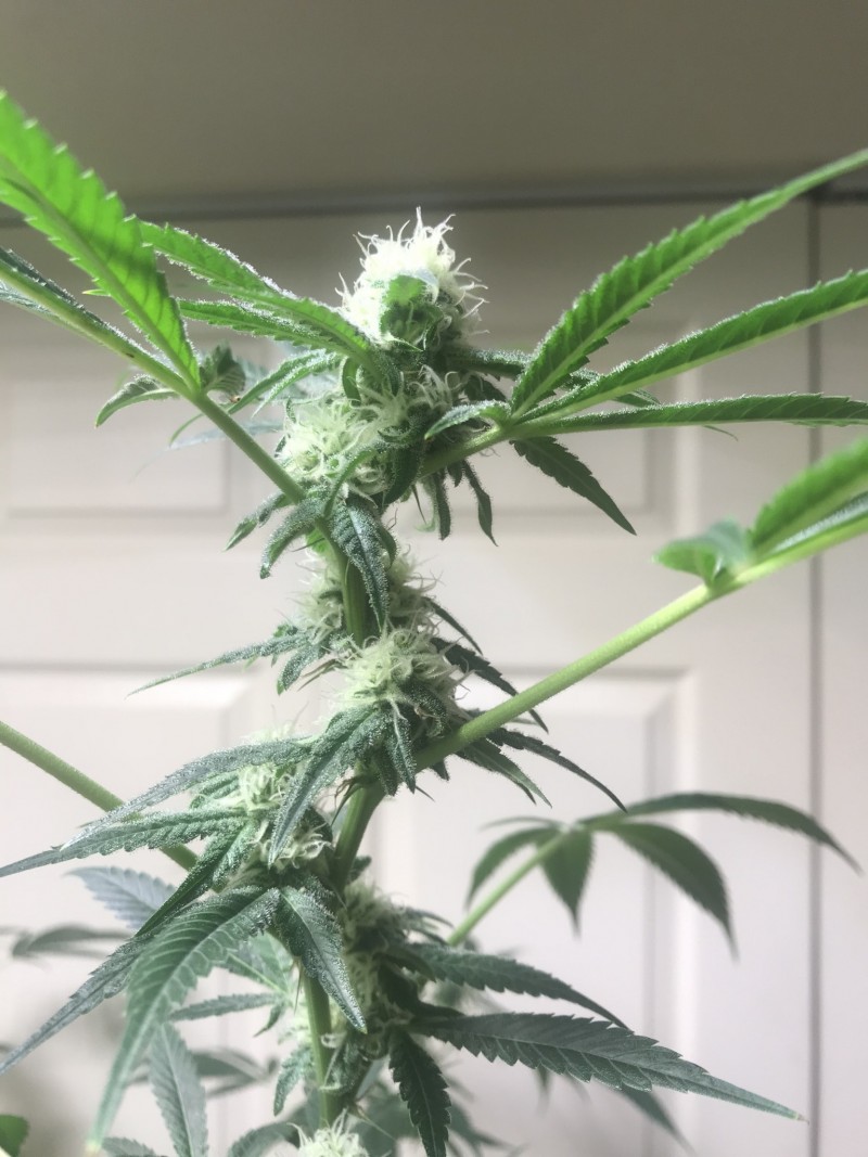 36CC9AB8-C7E3-464A-8D55-6E8B97B690E3