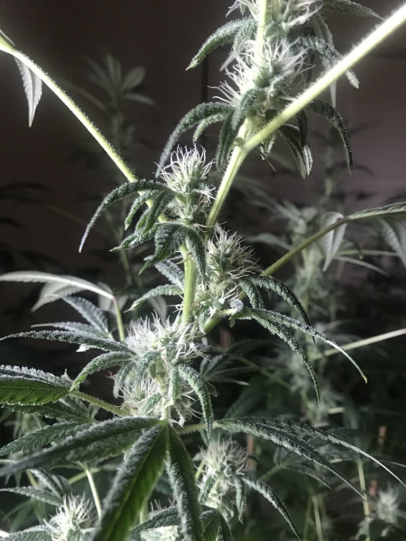 8586113C-E451-489E-88AE-19B189305FB5