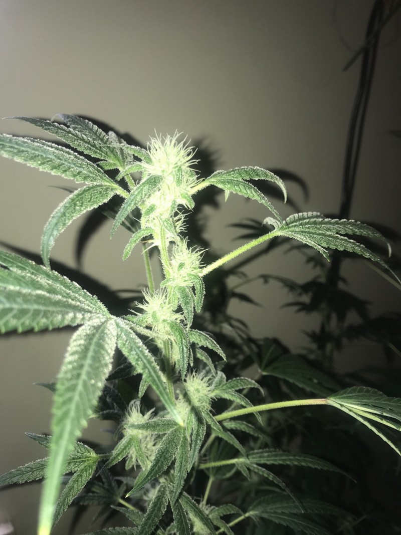 528959A0-3AE8-4661-8532-36F2247186BE