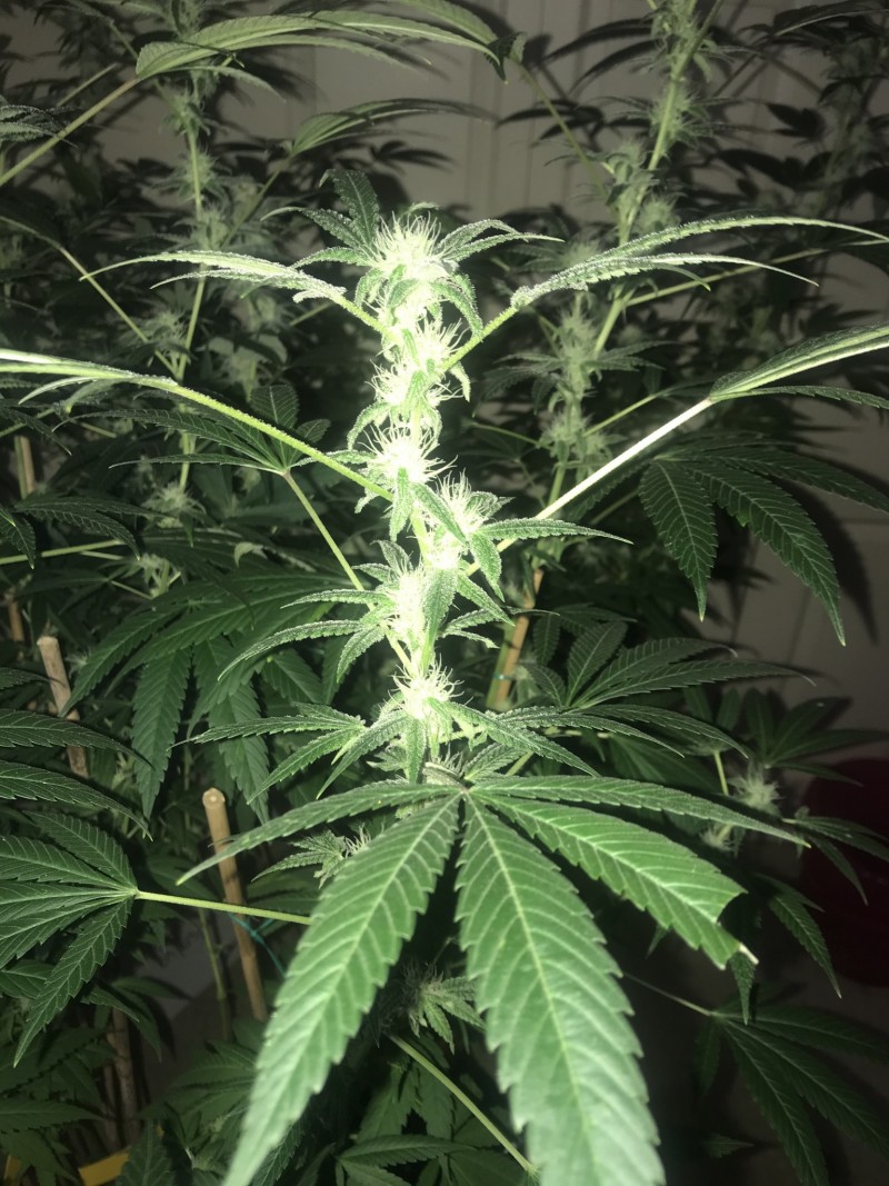 1AC7EB39-EB2E-41D6-8CA6-83D529BED87A