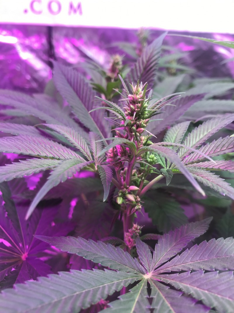 5BA55CE6-6618-4C28-86D5-057F4D88ED35