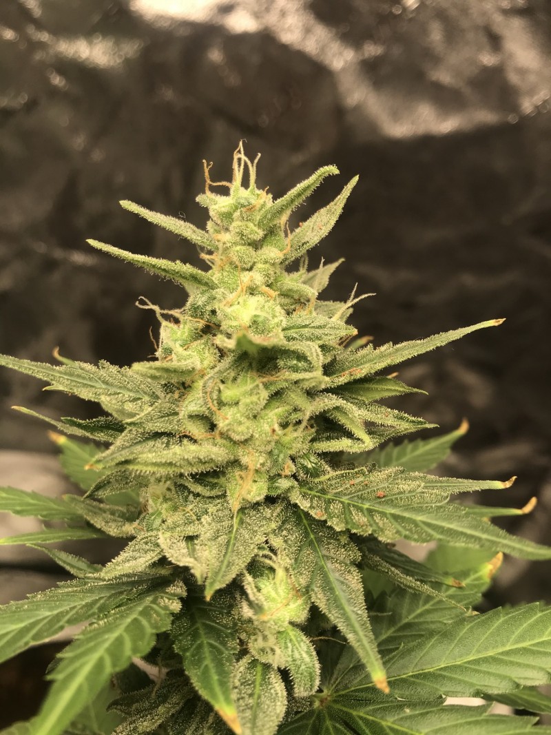 09778CD0-1942-408C-A91A-BA42BFC6EB8C