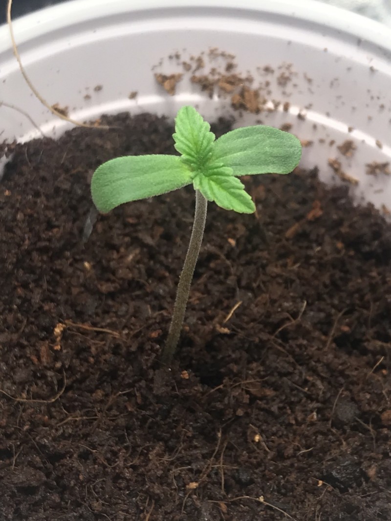 D1C32286-B7A8-4C19-9A31-EE973D20A4B0