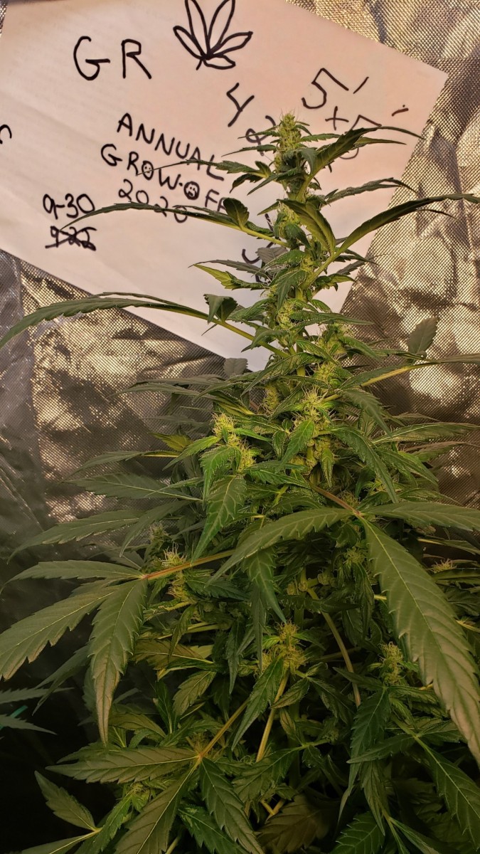 16014717584263854716720919999038