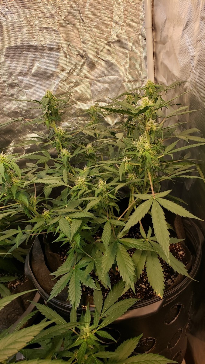 16014718196679074620233547217111