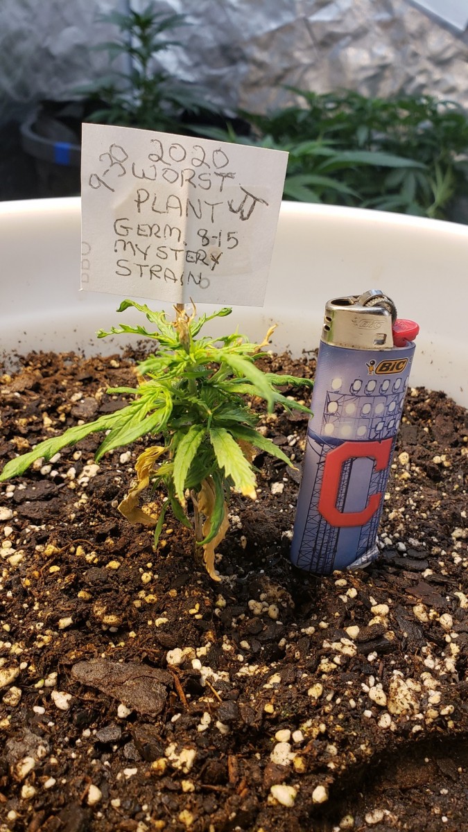 16014736166652589453084691170139