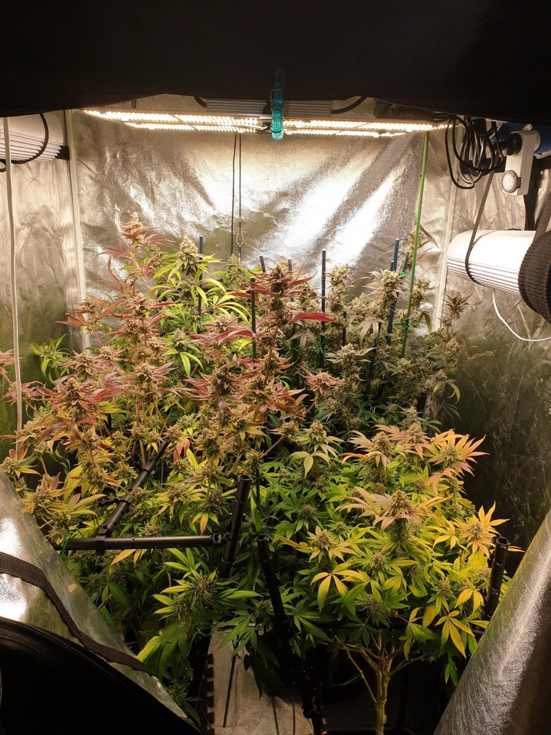Tent week 9