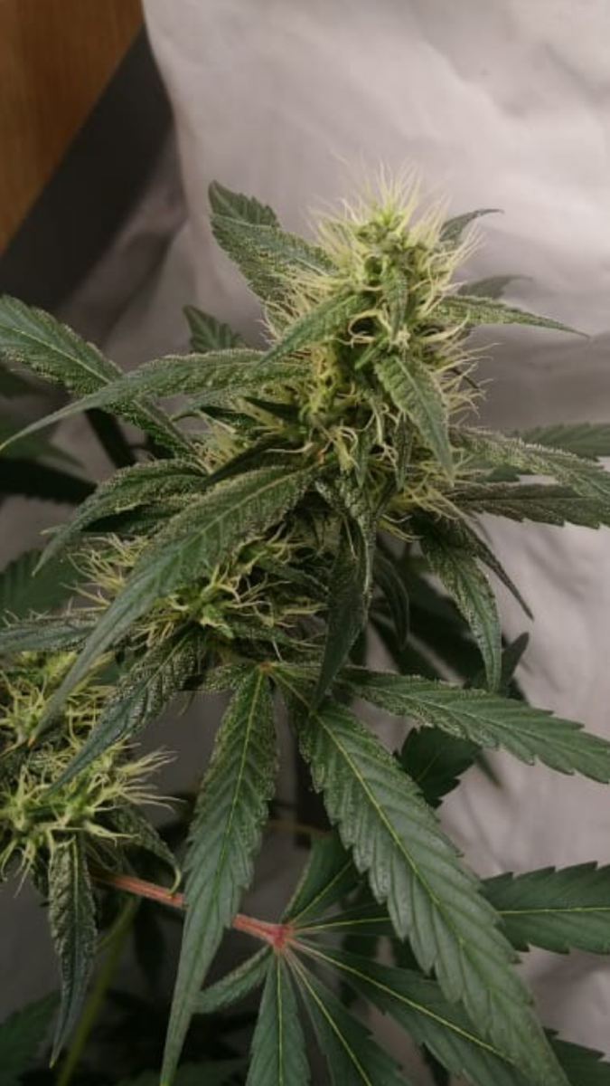 C5EA6795-49CE-4314-B2E7-DA0FBF23FCBB