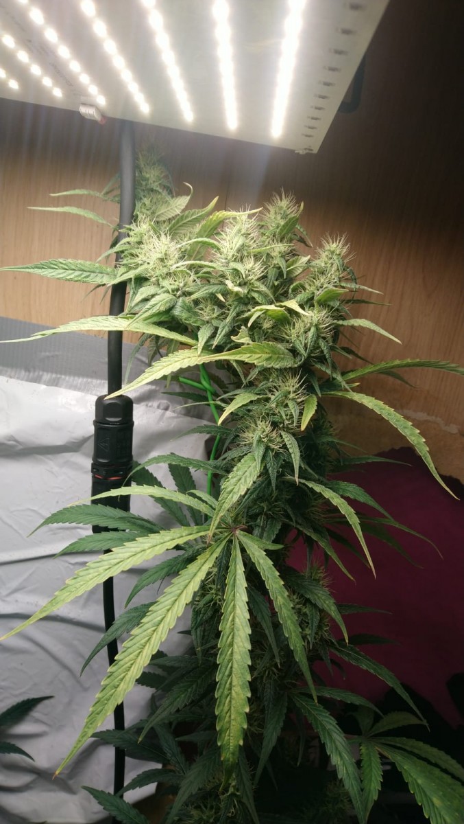 4DAE1958-3D7D-4B45-9EA1-0CCC22A636EF