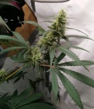 30F9192A-8A0A-4D6B-8CFE-FFCE0C0E34A9