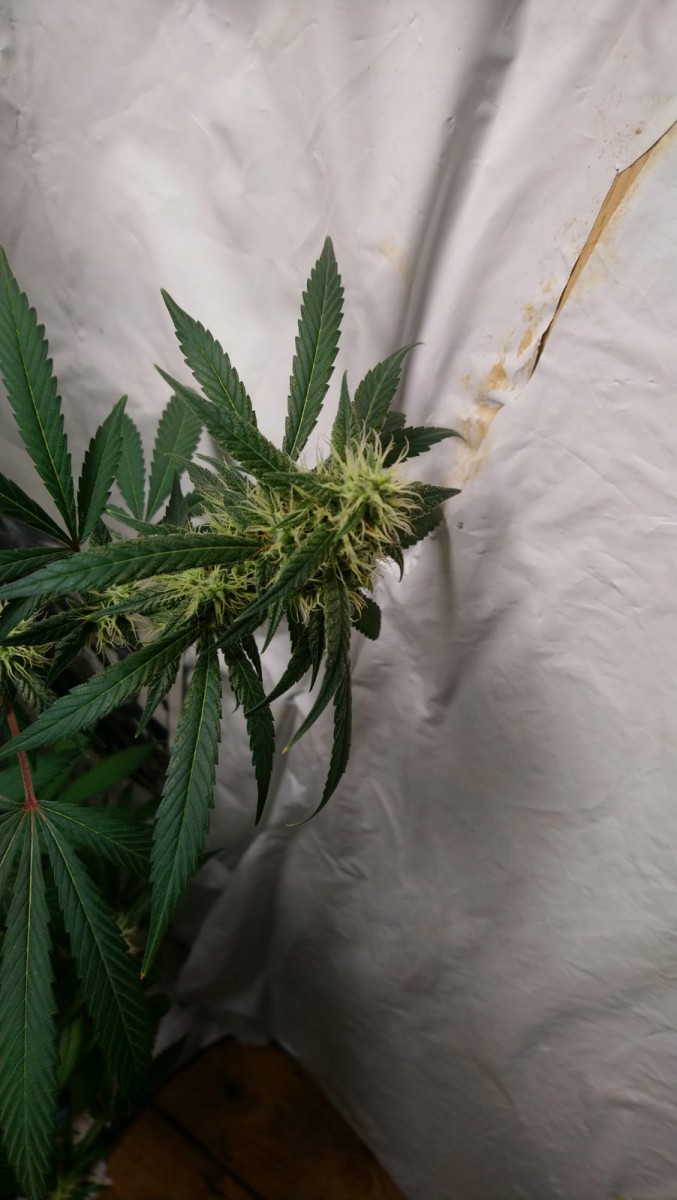 7277BAB3-56ED-472D-8360-BAF385BEBF03