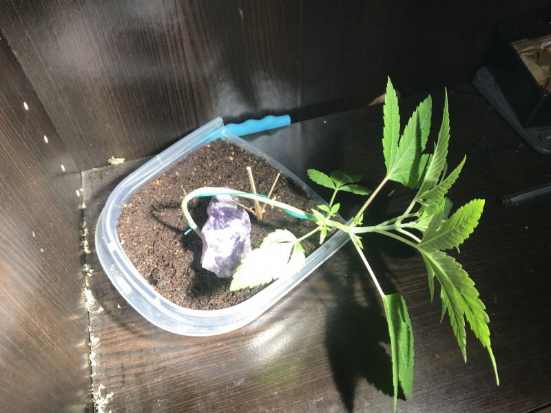 5A037B6A-BF4B-4A9B-BA2D-7D6EE9038DDC