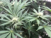 ED0FBA3E-4FE0-4EEF-A1B2-D970040A6892