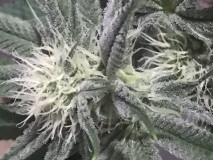 15F0ECD6-47D1-4DD6-B3EB-B6ECDB1D4FF0