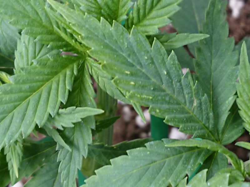 16024915177218134635448475967797