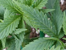 16024915177218134635448475967797