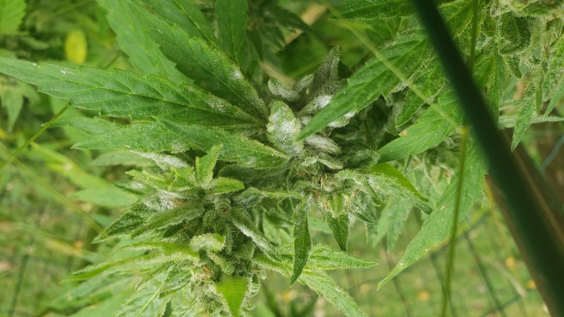 16025254222347884770789157722656