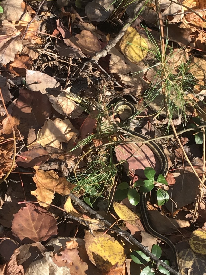 09B036D5-F080-405C-95EA-B0C900730C4E