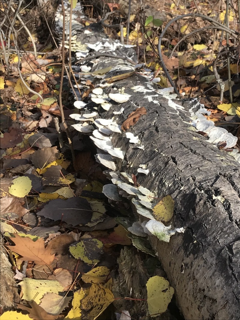 46A802F6-B4D7-4BCA-BB95-520C8B843094