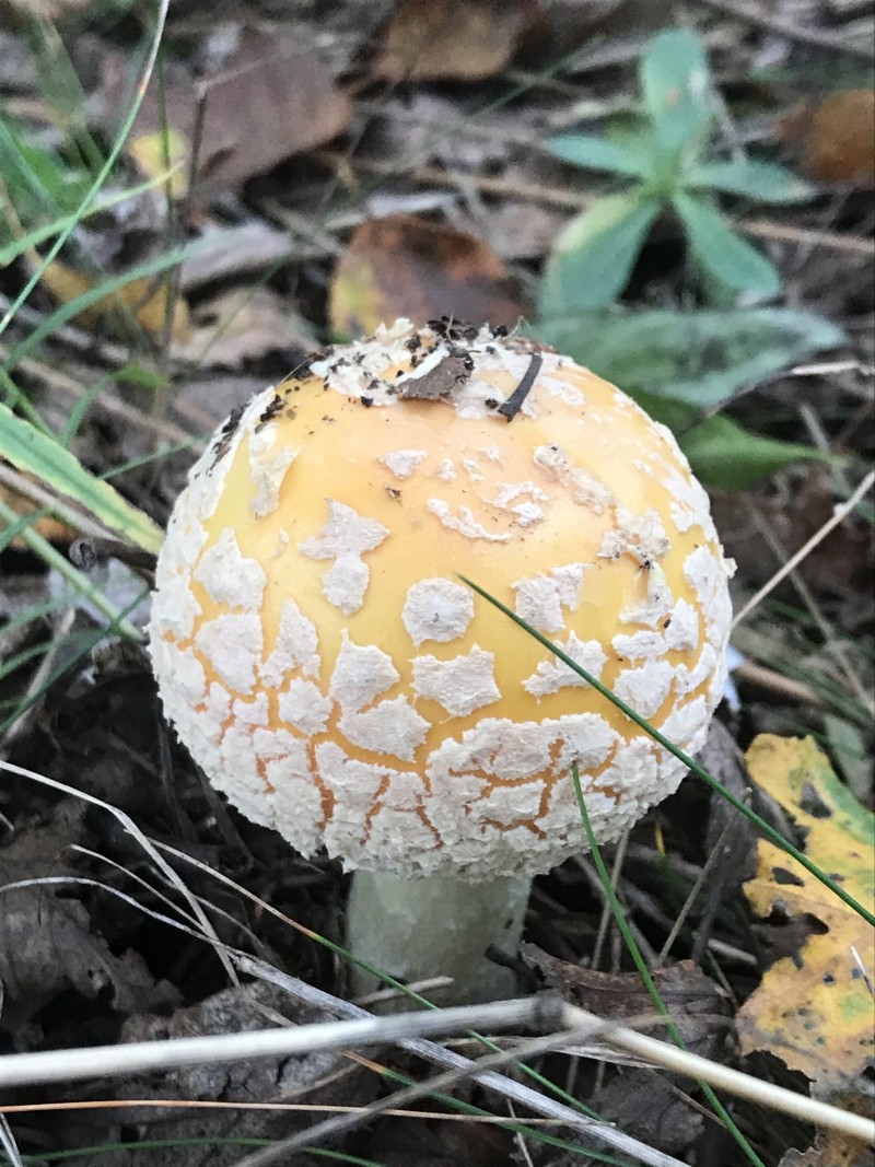 8DEF3C93-4413-4B5E-B047-75DFB02CF88D